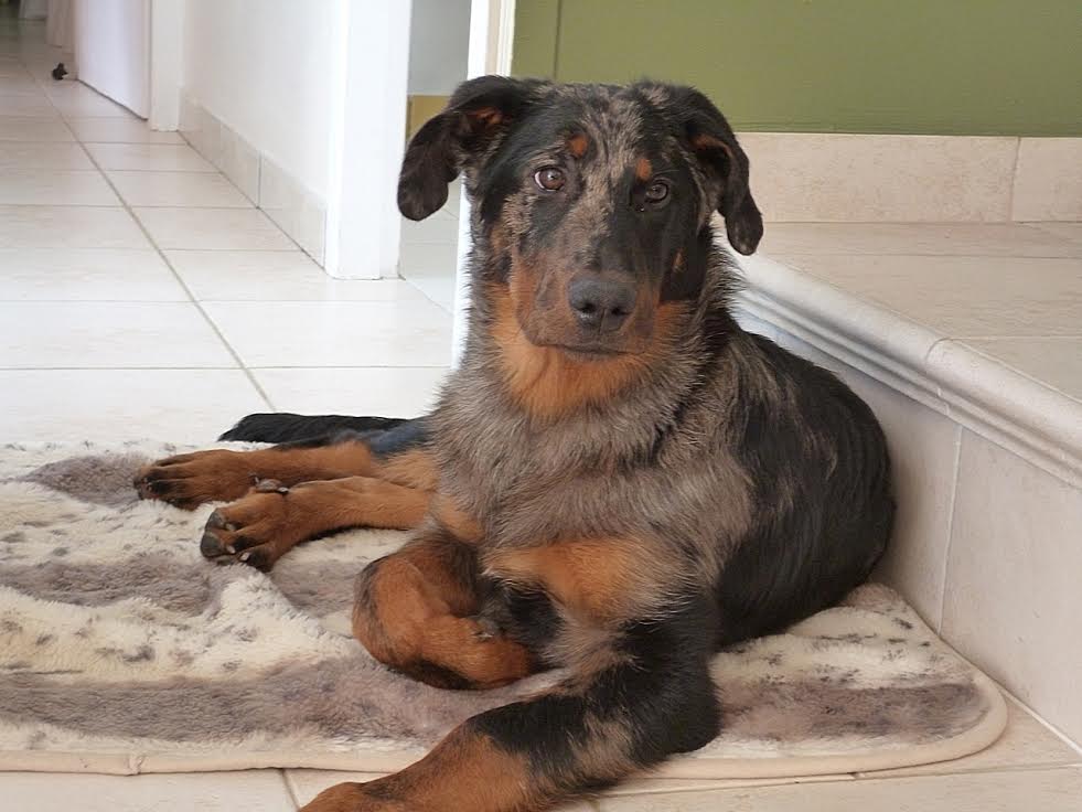 domainedelalicorne.fr Elevage de beauceron chiot beauceron pure race élevage du clos de la licorne elevage des gardiens de la licorne elevage beauceron noir et feu authentique gros gabarits élevage de Beauceron familial sérieux et qualité domainedelalicorne.fr suivi des chiots conseil d’éducation chiot propre bas rouge santé caractère spécialiste du beauceron noir et feu ou arlequin chien rustique berger de France  nos chiots sont élevés avec amour et attention notre passion au service de la qualité Beauceron de qualité et sportif domaine de la licorne 04380 BARRAS élevage en liberté éleveur berger de beauce élevage de beauceron de travail  